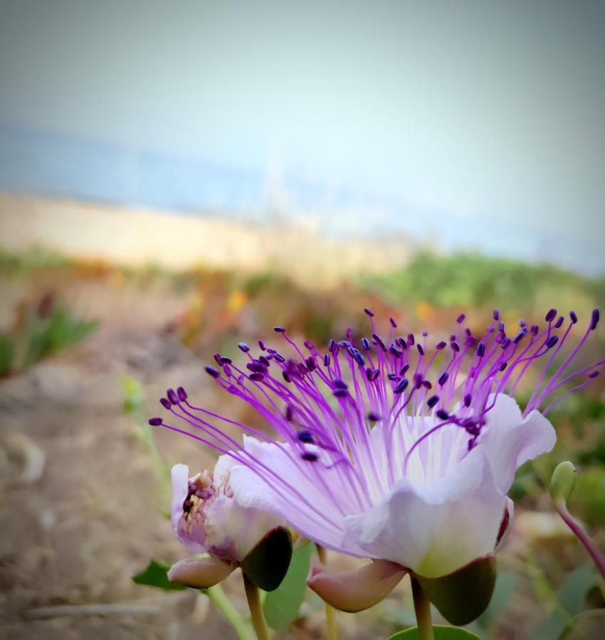 Maracaibo Holiday Flat Noto Dış mekan fotoğraf